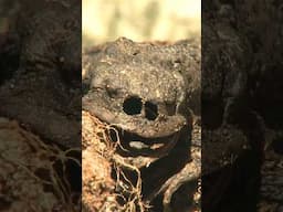 Death of an amphibian #death #toad #amphibians