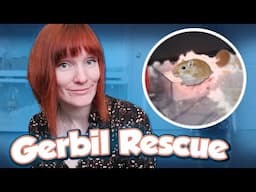 Rescuing a Pair of Lady Gerbils! | Munchie's Place