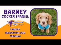 Barney the Cocker Spaniel Puppy | 2 Weeks Residential Dog Training