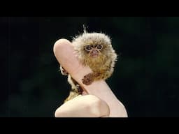 FINGER MONKEYS ARE TINY