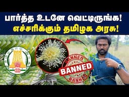 🤯🤯சீமைக் கருவேல மரத்தை விட ஆபத்தானது - ஒடனே வெட்டிடுங்க! | Dangers of ConoCarpus tree