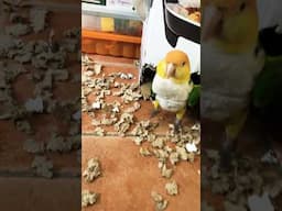 Puffman Caique Destroyed The Bird Room! #parrot #birds #funnyanimals