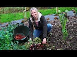 The Garden in December // Harvesting New Zealand Yams and a Garden Tour