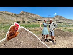 Composting with Chickens and Beer Grains!