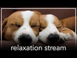 Relaxation Experience for Dogs - Relax My Dog Stress and Anxiety Tool for Dogs