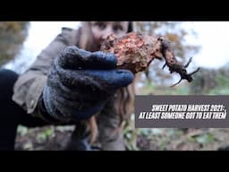 Sweet potato harvest of 2021...could be worse! | Uncommon Roots Homestead