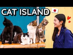 This Japanese Island is Full of Cats... But Why? 🐱 Tashirojima, Miyagi