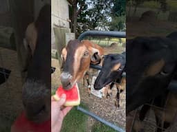 Goats love watermelon 🐐🍉#ferkofamilyfarm