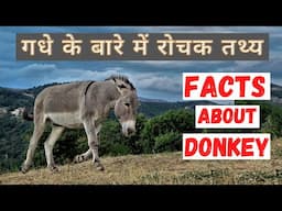 गधे के बारे में रोचक जानकारी | Top 20 Interesting Facts about Donkey | In Hindi