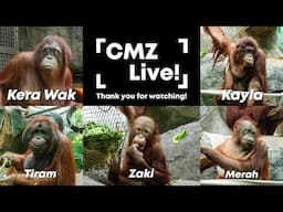 CMZ Live