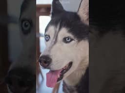 Huskangerdongs