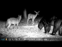 Unchecked for 1 YEAR: Trail Cam at Red Blaze Trail (365 Days in 6 Mins)