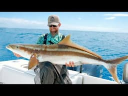 Topwater Fishing for Huge Cobia on Commercial Shrimp Boats