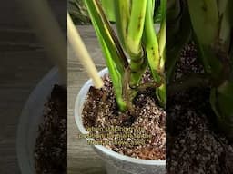 How To Properly Set Up a Monstera