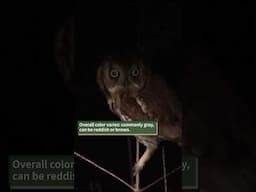 Eastern Screech Owl at night