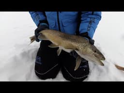 Epic Ice Fishing at Current Creek Reservoir: Rainbow, Tiger, & Brook Trout!