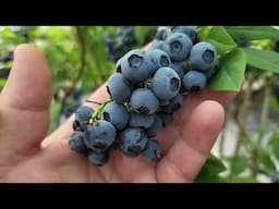 BLUEBERRY Bushes, BLUEBERRY PICKING IN WASHINGTON STATE SUMMER, large blueberries, best blueberries