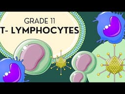 INTRO to T-LYMPHOCYTES in the Immune System