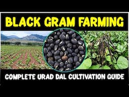 Black Gram (Urad Dal) Crop Cultivation Guide