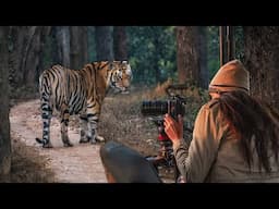 Insane India Tiger Safari in Kanha (You Won't Believe What We Saw)