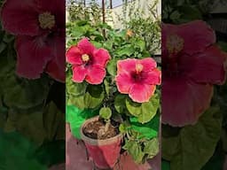 Hibiscus flowering tips #Hibiscus #plants