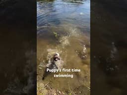 Clover’s first time swimming. She’s a GSP puppy (Rose x Grouser). Honker is a great teacher!