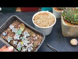 LEAF PROPAGATION PUPS BEING TRANSFERRED  | SUCCULENT CARE TIPS