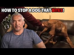 Violent Vizsla Attacks Kids And Leaves Mom With Scars | Cesar 911 Throwbacks