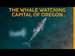 These Gray Whales LIVE in Oregon ALL Summer!