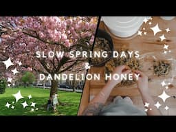 Slow Spring days | Dandelion honey | Homemaker in Welsh mountains