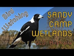 Bird Watching at Sandy Camp Rd Wetlands, QLD, Australia