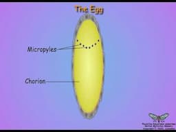 Egg Formation