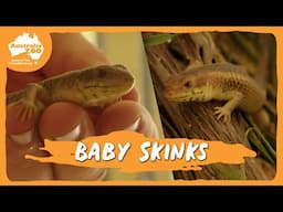 A special reptile update | Australia Zoo Life