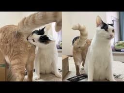 Try Not To Laugh 🤣 New Funny Cats Video 😹 - Spy Cat Part 2