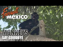 Farewell Mexico: Monkeys Say Goodbye as We Head Back to Vancouver