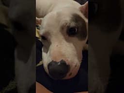 What You Looking At? #shortvideo #shorts #short #pitbull #pet