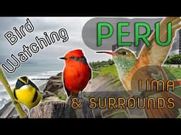 Bird Watching around Lima, Peru, South America