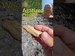 Agatized Petrified Wood- River Find #shorts #agate  #petrifiedwood