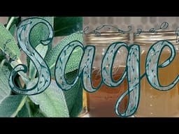 Sage Herbal Preparations: FLU Tea, Infusion,and Decoction