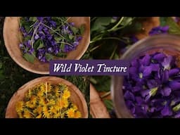 Wild Violet Tincture, Perfectionism, and Spring's Arrival