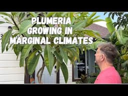 Prepare Plumeria for Winter - Prune for Protection in USDA z9b