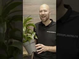 When should I repott my Dracaena? 🪴#potting #plants  #indoorplants #repotting @SwedishPlantguys