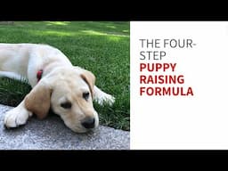 The Four-Step Puppy Raising Formula