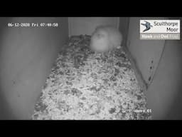 Sculthorpe Moor - Barn Cam Live - Hawk and Owl Trust