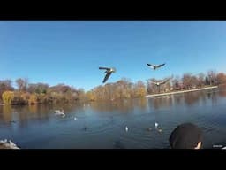 Bird feeding in Kissena Park