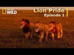 Lion Pride new Documentary 2022[English Subtitles] Episode 1 - Nat Geo wild.