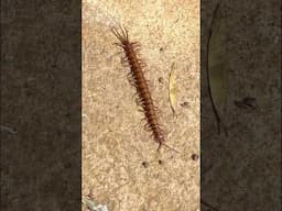 How my family (and chickens) feed ourselves off the grid… Scolopendra Subspinipes