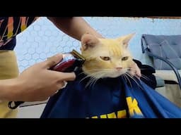 Funniest Cats 2024 🤣 Cats Funny Videos 😻