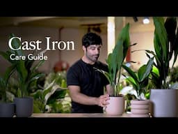 Cast Iron Plant Care Guide - Pick, Placing, and Parenting Your Plant