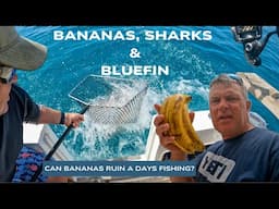 Bananas, Sharks & Bluefin!